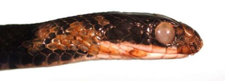 Esta serpiente con SFG presenta varias anomalías, incluyendo un ojo opaco e infectado, escamas arrugadas en el mentón y varias escalas descoloridas. (Imagen: USGS National Wildlife Health Center/D.E. Green)